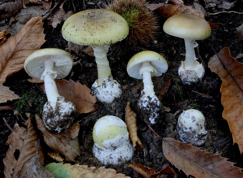 amanita phalloides